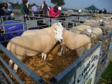 Sheep ready for showing