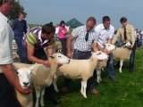 Shearling ewes