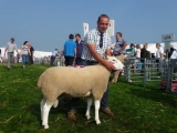 Champion Shearling Ram